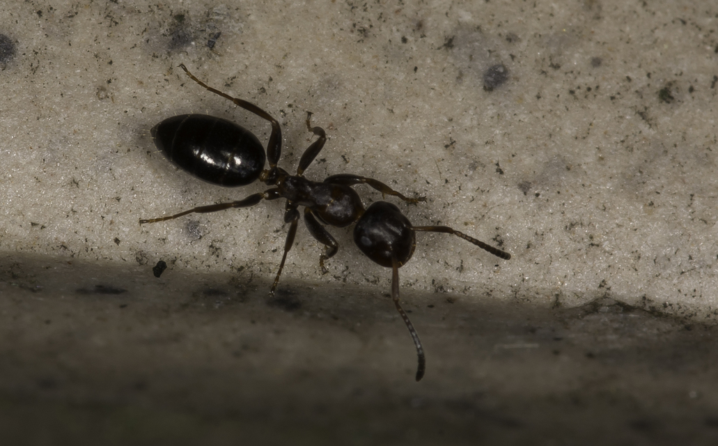 Colobopsis truncata - kapushangya