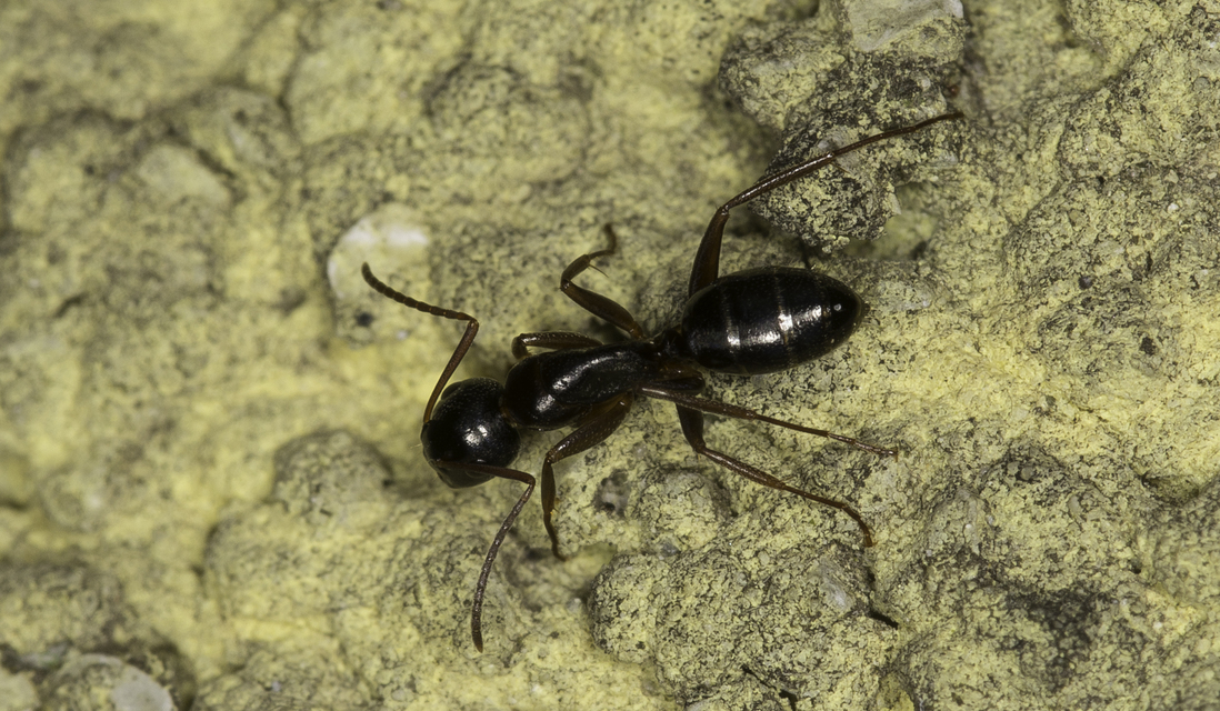 Camponotus fallax - ligeti lóhangya
