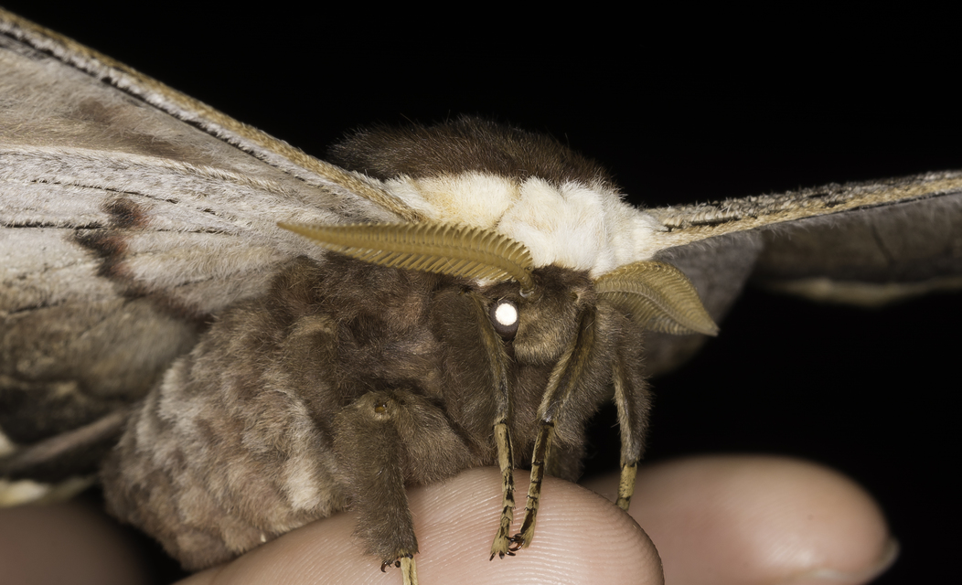 Saturnia pyri - nagy pávaszem