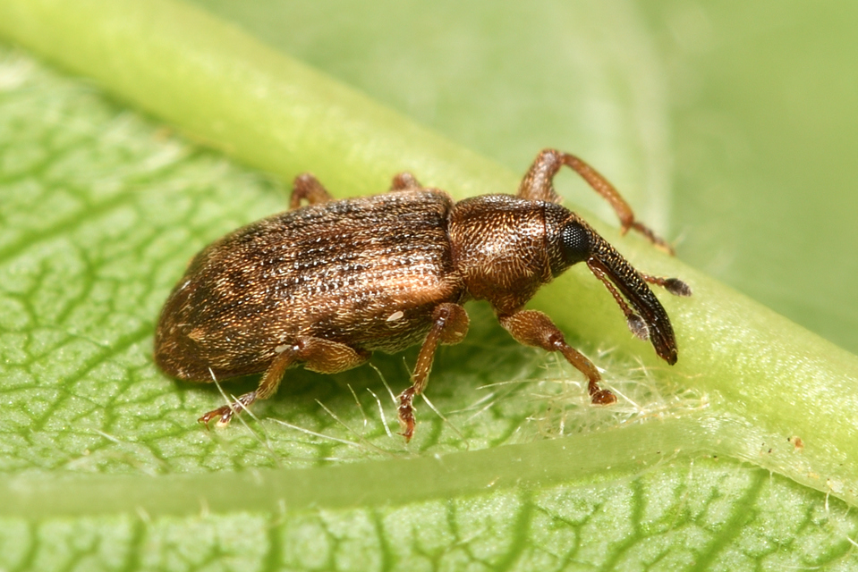 Dorytomus taeniatus - kecskefűz-hangormányos
