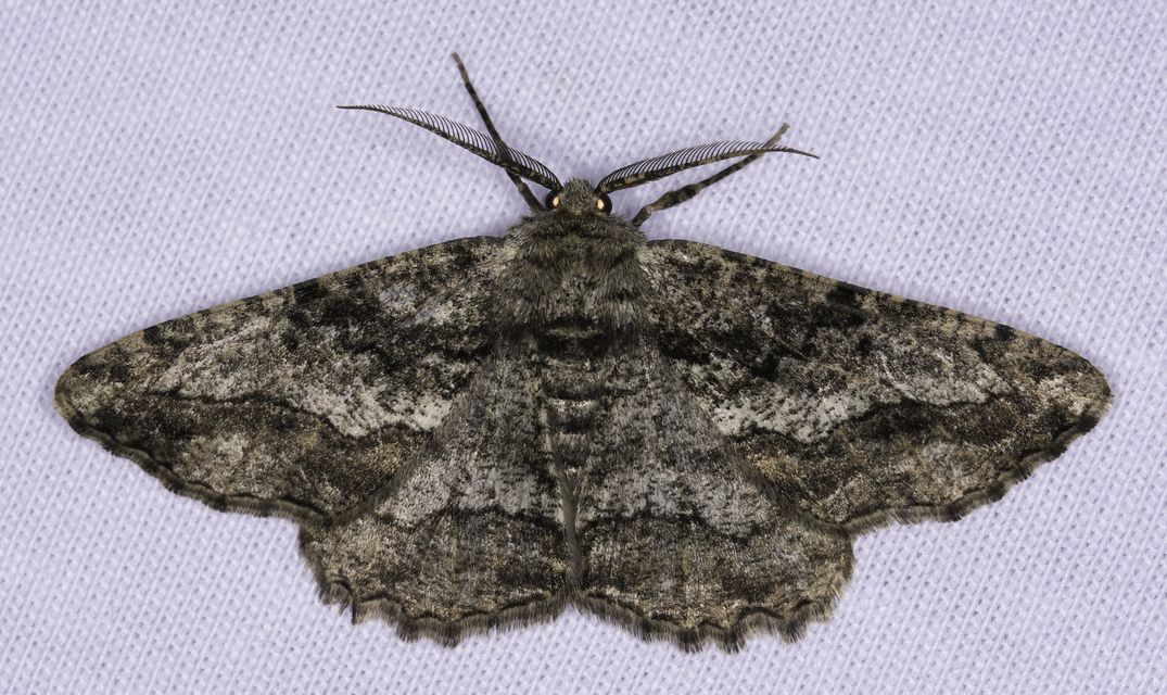 Synopsia sociaria - ürömaraszoló