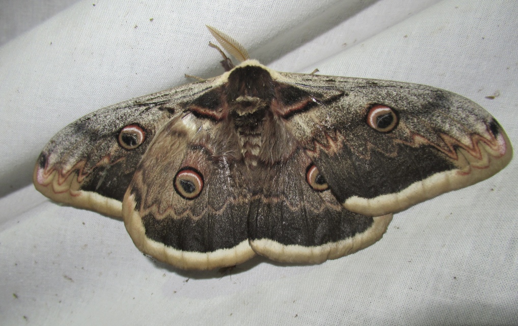 Saturnia pyri - nagy pávaszem