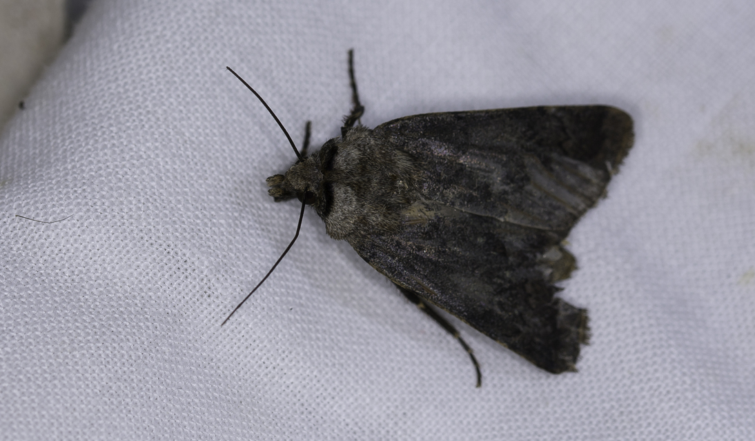 Agrotis cinerea - szürkés földibagoly