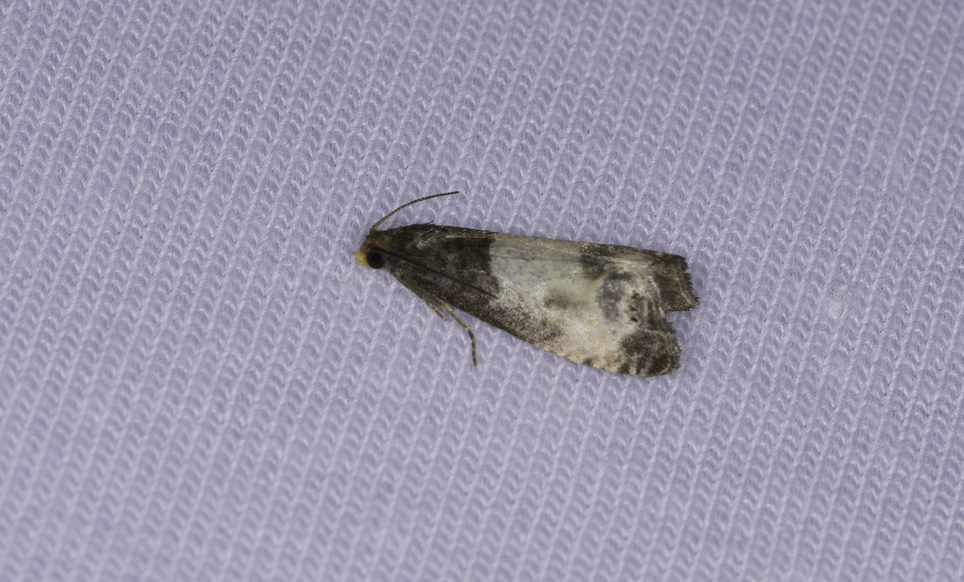 Notocelia cynosbatella - rózsahajtás-tükrösmoly