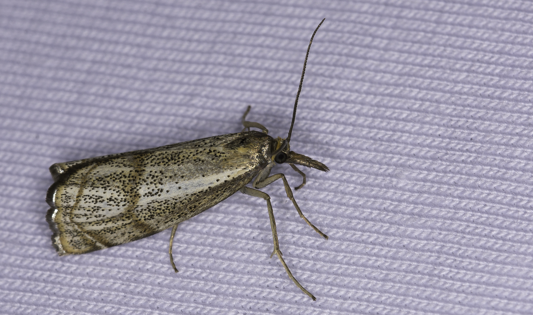 Thisanotia chrysonuchella - tavaszi fűgyökérmoly