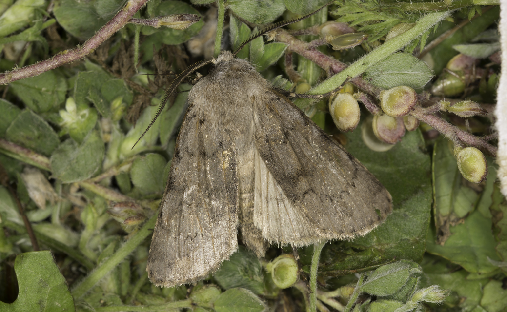 Agrotis cinerea - szürkés földibagoly