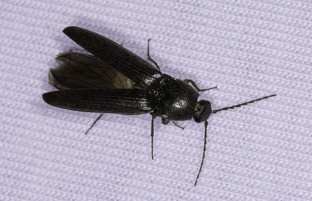 Melanotus