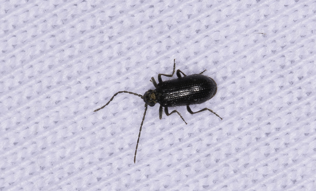 Dignomus nitidus - fényes tolvajbogár