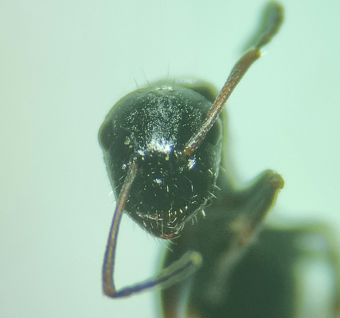Camponotus piceus - szurkos lóhangya