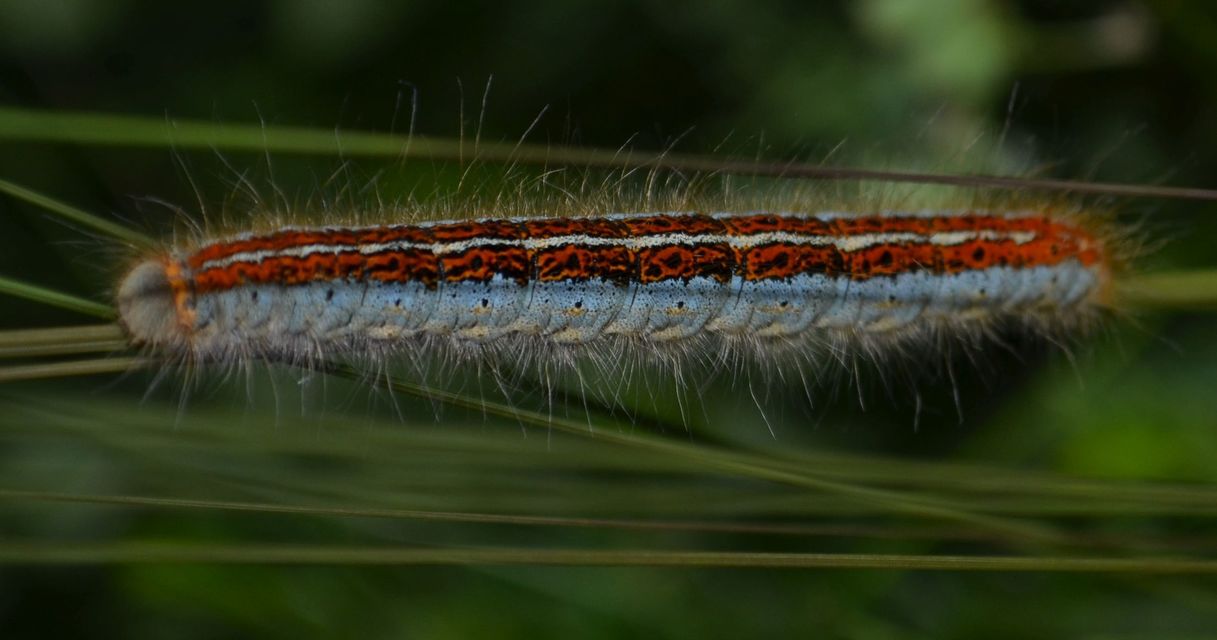 Malacosoma castrensis - kutyatejszövő