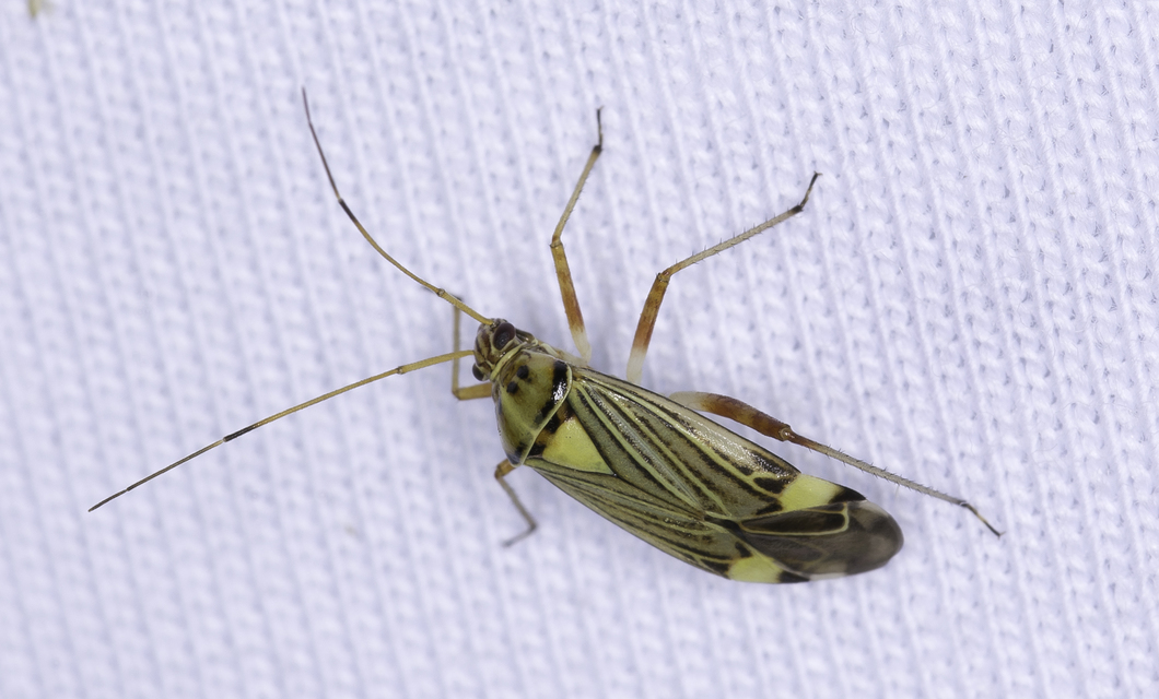 Rhabdomiris striatellus - zebra-mezeipoloska