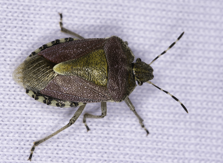 Dolycoris baccarum - közönséges bogyómászó-poloska Dolycoris baccarum - közönséges bogyómászó-poloska