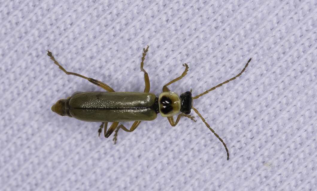 Metacantharis clypeata - tavaszi lágybogár