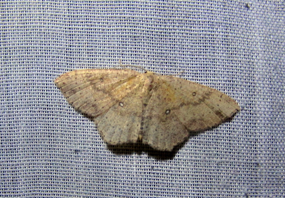 Cyclophora porata - körös pettyesaraszoló