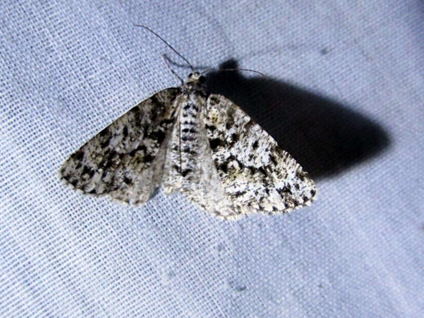 Fagivorina arenaria - bükkfaaraszoló