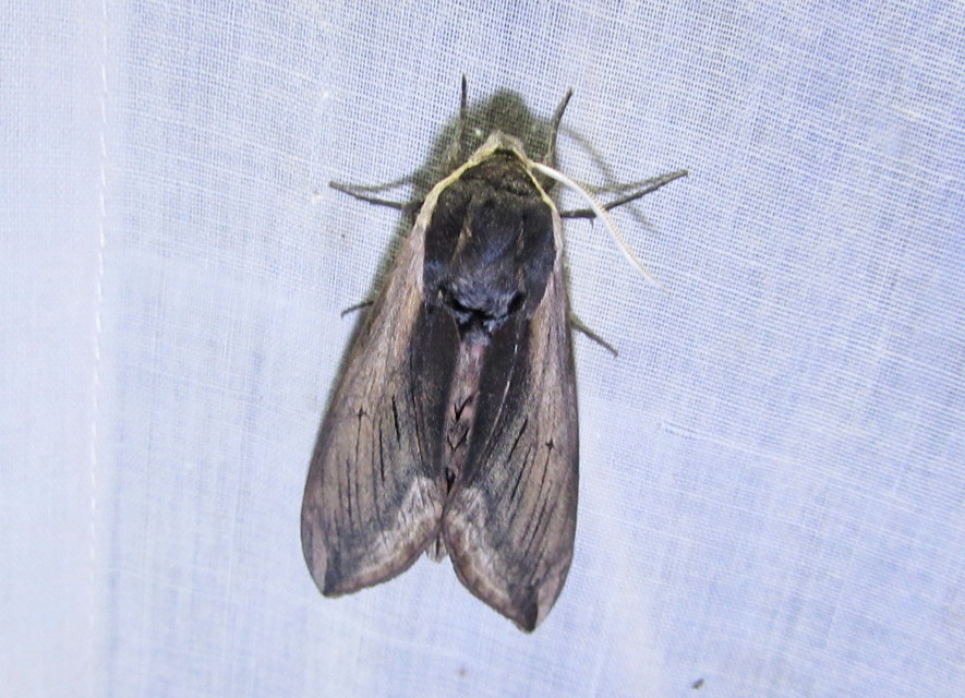 Sphinx ligustri - fagyalszender
