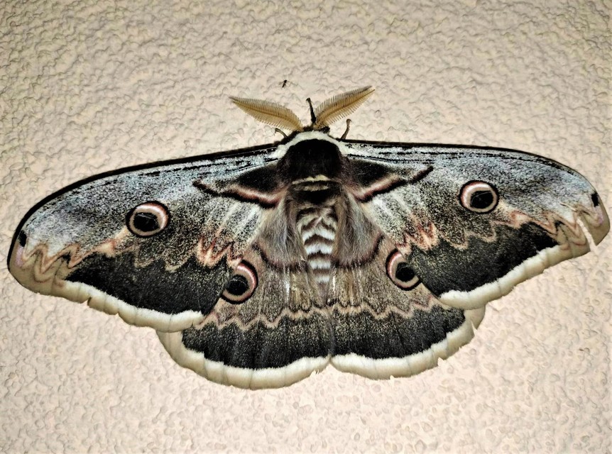 Saturnia pyri - nagy pávaszem
