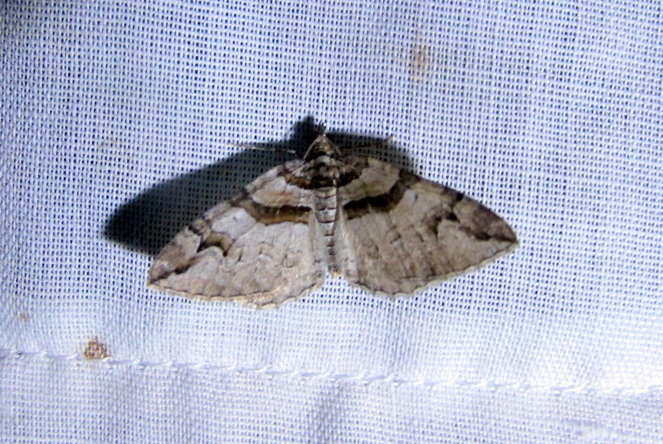 Pareulype berberata - sóskafa-tarkaaraszoló