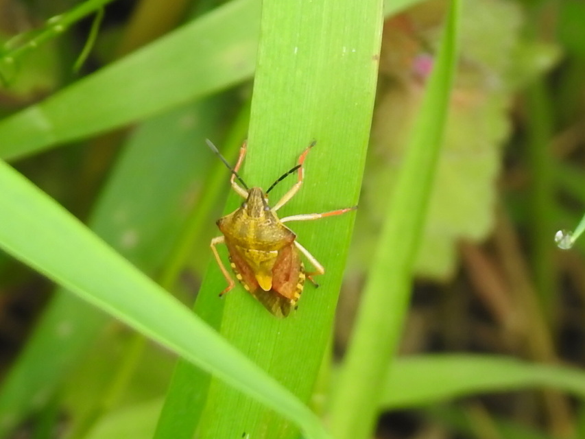 Carpocoris