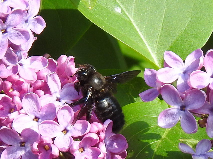 Xylocopa violacea - kék fadongó
