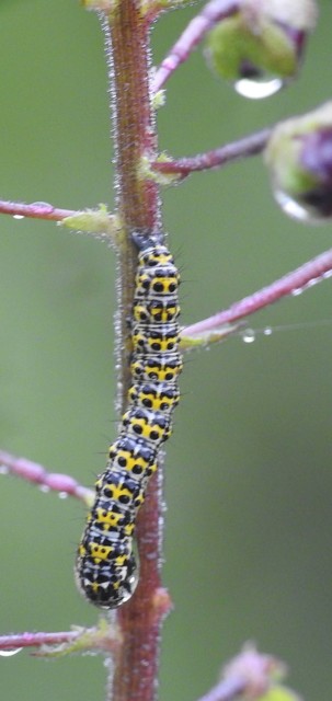Shargacucullia verbasci - ökörfarkkóró-csuklyásbagoly