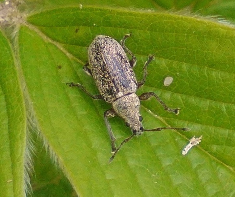 Phyllobius pyri - gyümölcsfa-levélormányos
