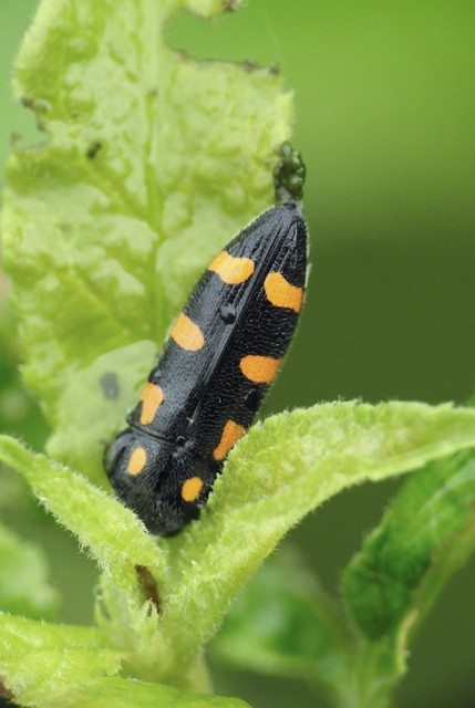 Ptosima undecimmaculata - sárgafoltos díszbogár