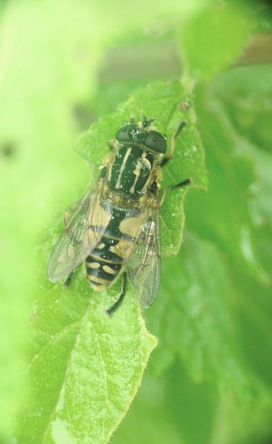 Helophilus