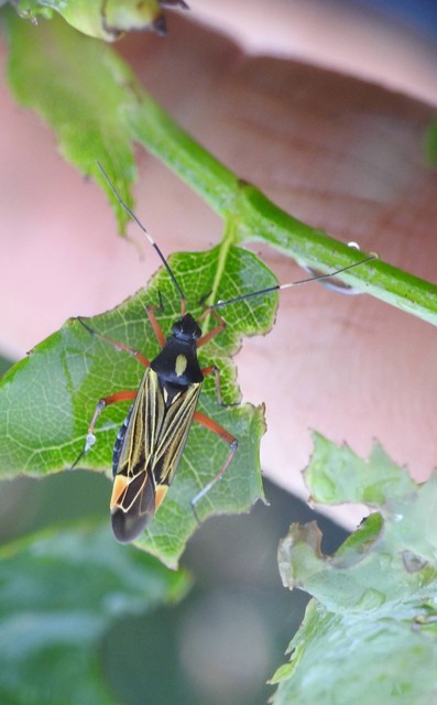 Miris striatus - sávos mezeipoloska