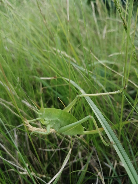 Polysarcus denticauda - fogasfarkú szöcske