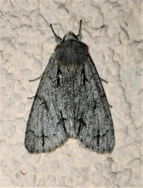 Acronicta cuspis/tridens/psi