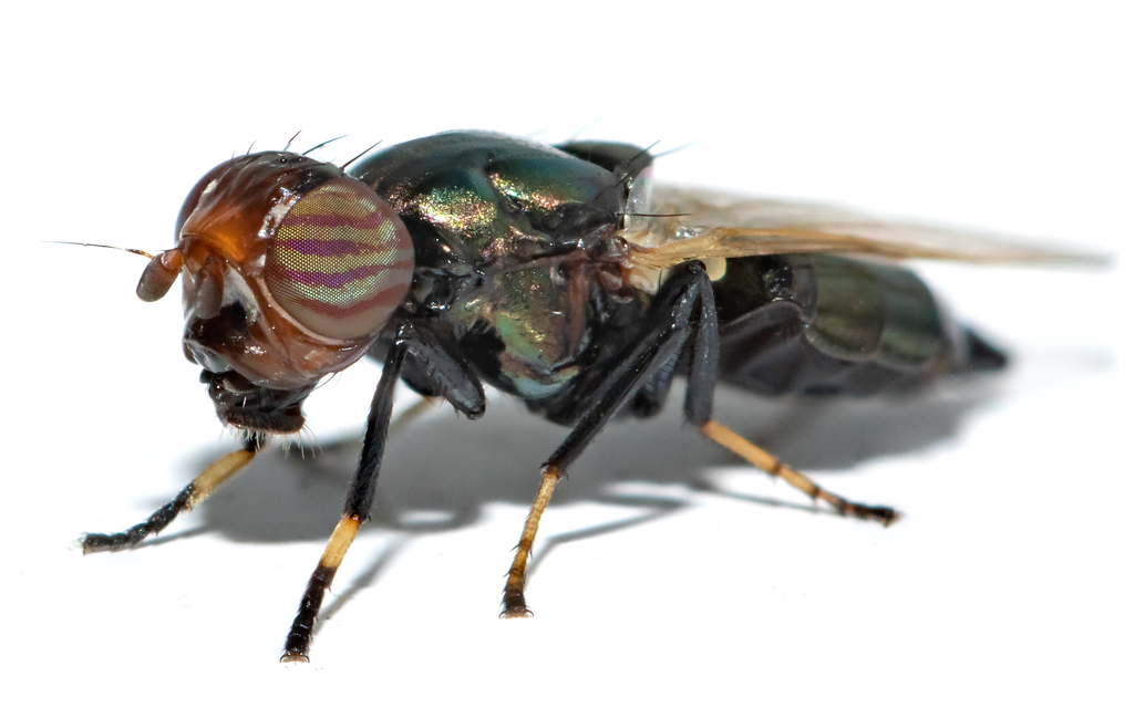 Physiphora alceae