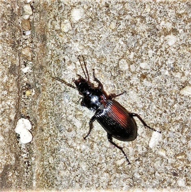 Pterostichus anthracinus - fekete gyászfutó