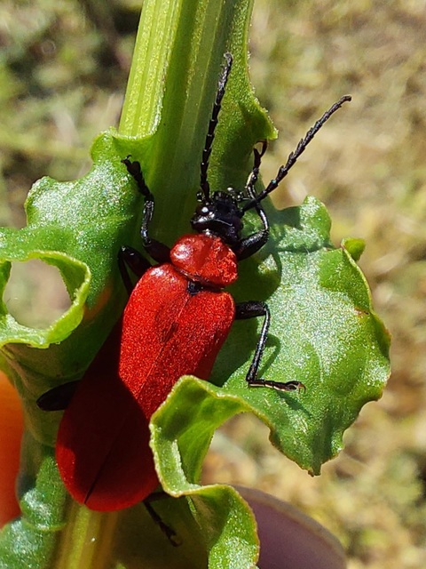 Pyrochroa coccinea - nagy bíborbogár