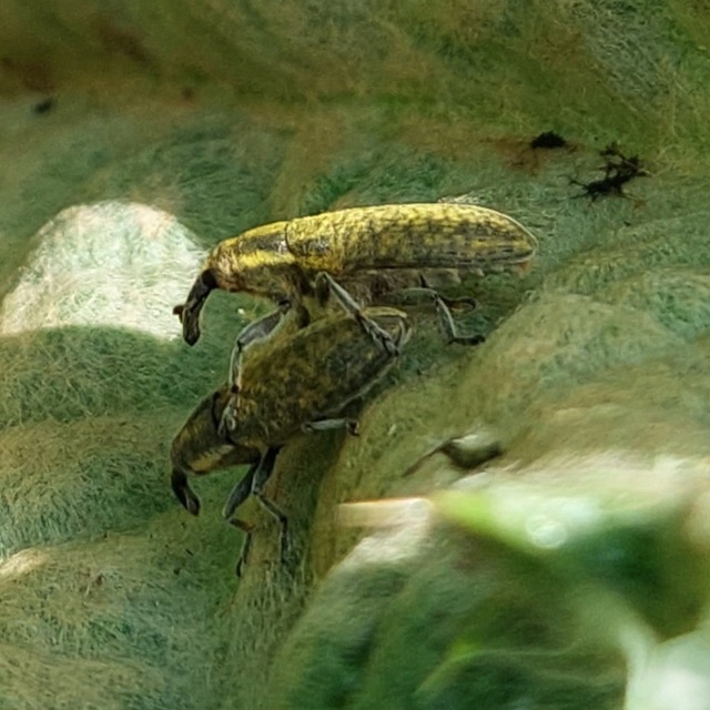 Lixus cardui/filiformis