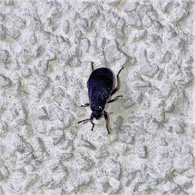 Pyrrhocoris marginatus - szegélyes bodobács