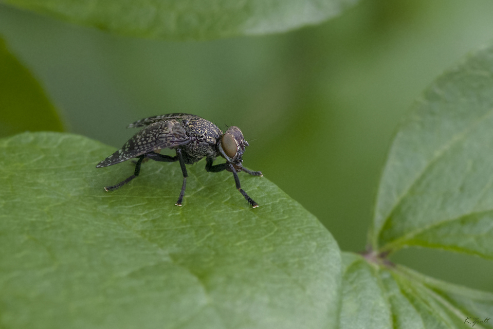 Platystoma seminationis