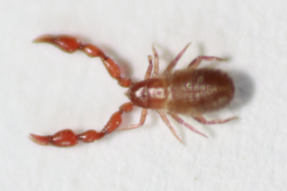 Pseudoscorpionida - Álskorpiók