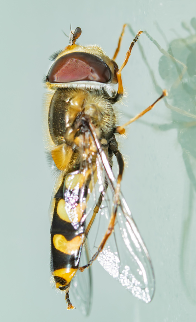 Scaeva dignota - ritka nagyhomlokúlégy