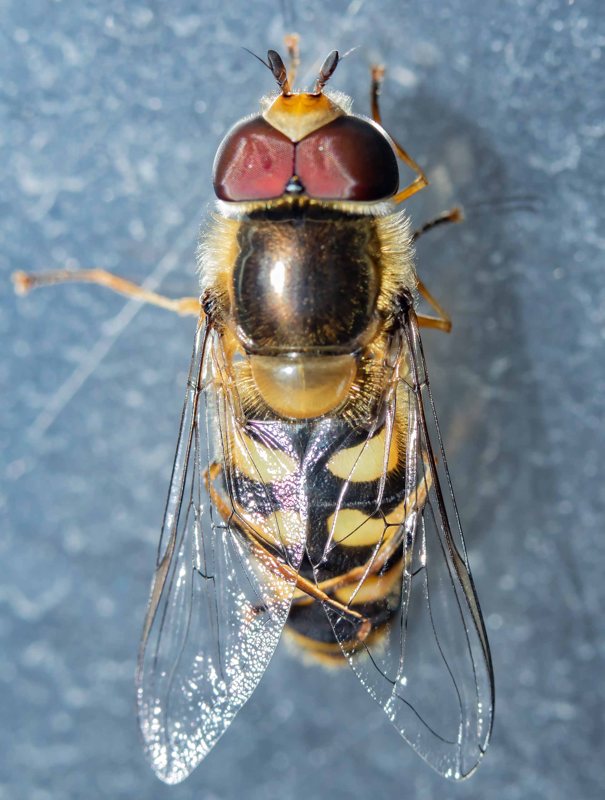 Scaeva dignota - ritka nagyhomlokúlégy