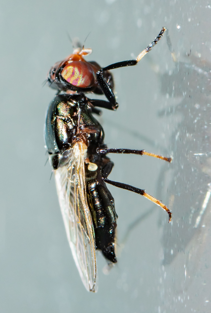 Physiphora alceae