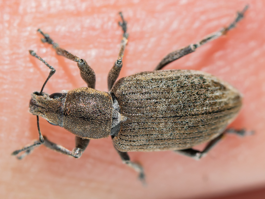 Tanymecus palliatus - közönséges hegyesfarúbarkó