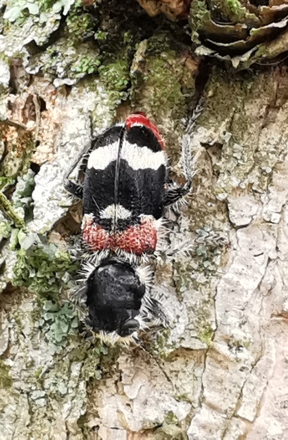 Clerus mutillarius - feketenyakú szúfarkas