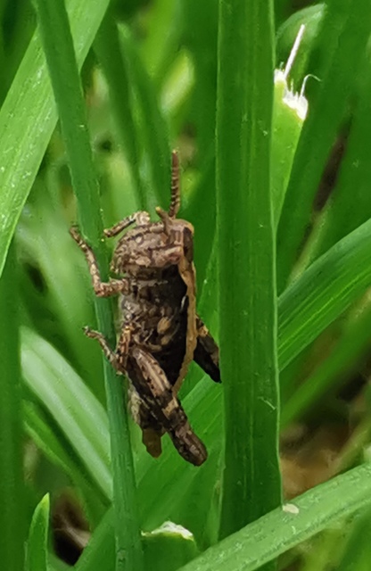 Chorthippus (Glyptobothrus) (subgenus)