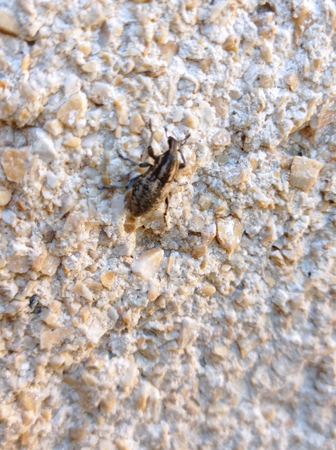 Pseudocleonus cinereus - hamvas barkó