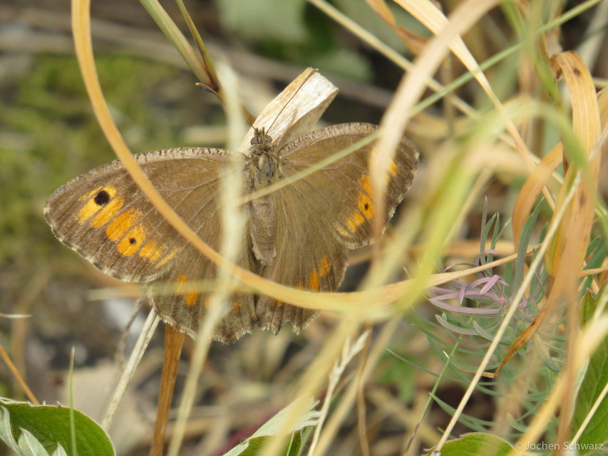 Arethusana arethusa - közönséges szemeslepke