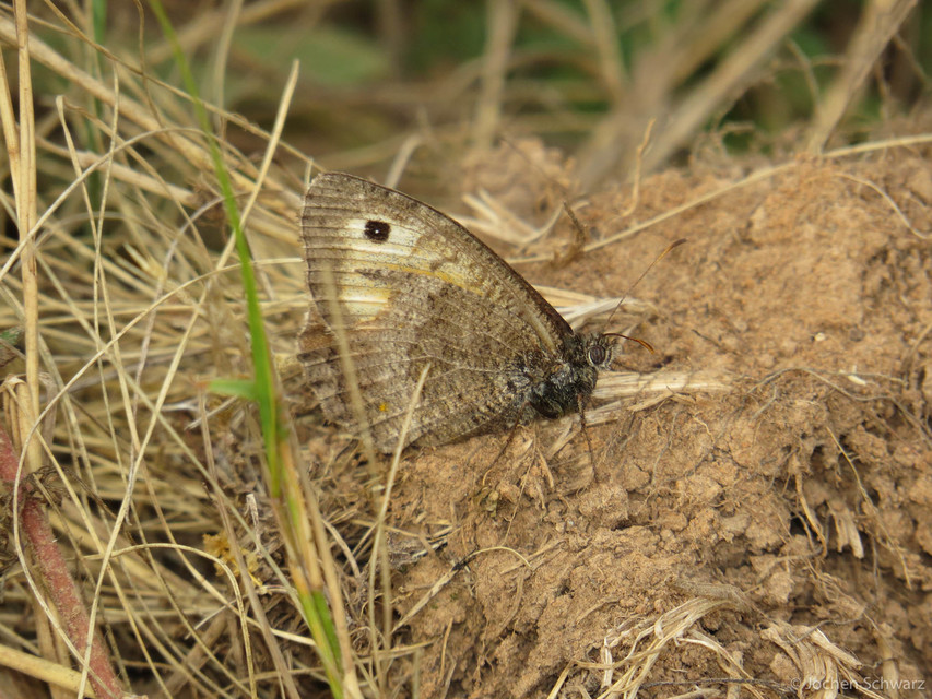 Arethusana arethusa - közönséges szemeslepke