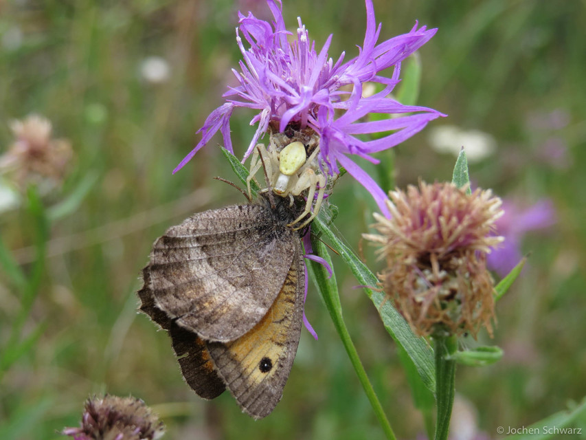 Arethusana arethusa - közönséges szemeslepke
