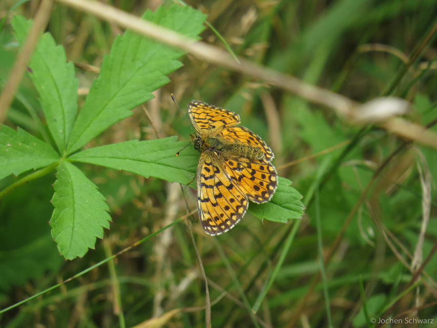 Boloria selene - fakó gyöngyházlepke
