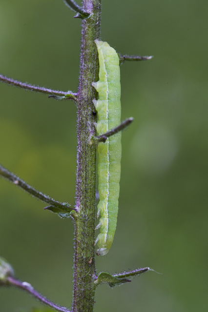 Ammoconia caecimacula - szürke őszibagoly